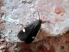 Aclytia punctata