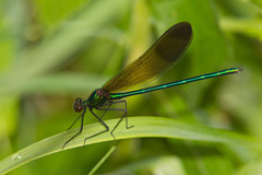 Calopteryx aequabilis