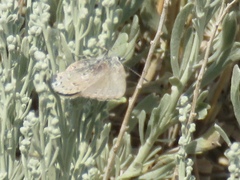 Satyrium behrii