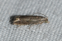 Epiblema minutana