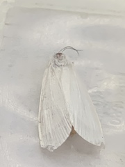 Rupela albina