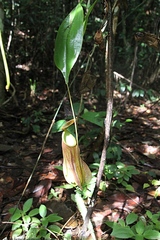 Nepenthes distillatoria