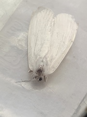Rupela albina