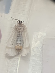 Rupela albina