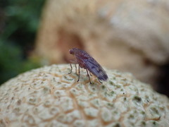 Suillia variegata