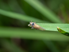 Hyledelphax elegantula