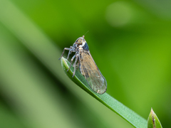 Hyledelphax elegantula