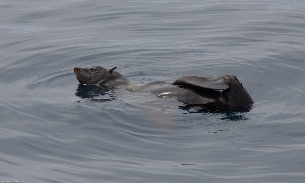 Fur seal floating at the surface of grey water with a flipper raised