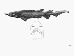 Longnose Catshark photo 4