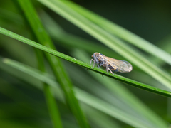 Hyledelphax elegantula