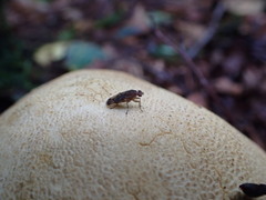 Suillia variegata