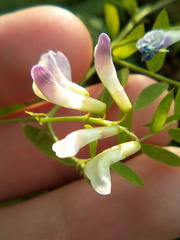 Vicia biennis