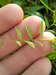 Vicia biennis