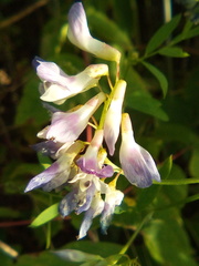 Vicia biennis