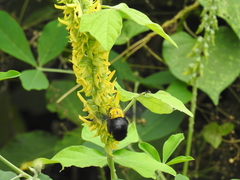 Xylocopa ruficornis