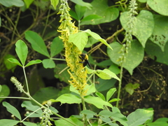 Xylocopa ruficornis