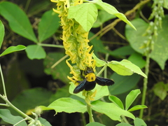 Xylocopa ruficornis