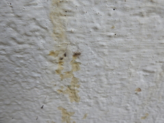 Menemerus marginatus