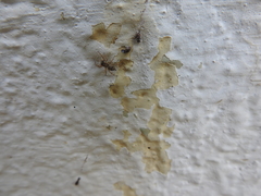 Menemerus marginatus