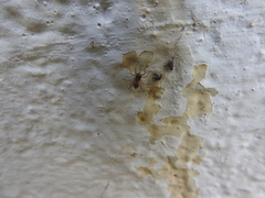 Menemerus marginatus