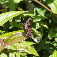 Noctuana