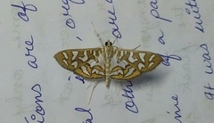 Nausinoe