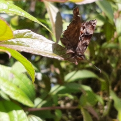 Noctuana
