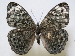 Hamadryas atlantis atlantis