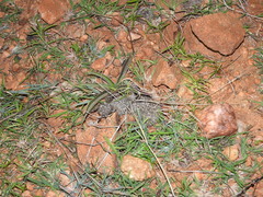 Hemidactylus reticulatus