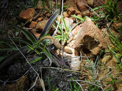 Hemidactylus reticulatus