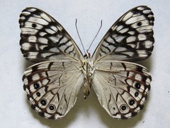 Hamadryas atlantis atlantis