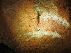 Hemidactylus reticulatus