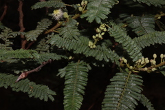 Mimosa galeottii
