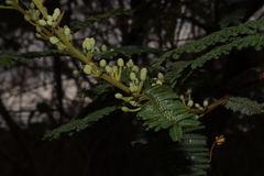 Mimosa galeottii
