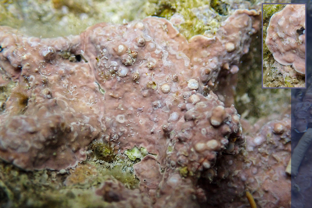 Spongitidaceae