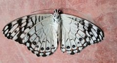 Hamadryas atlantis lelaps