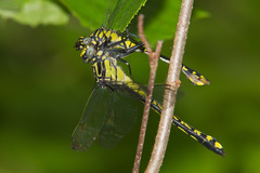 Gomphurus lineatifrons