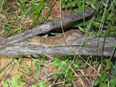 Hemidactylus whitakeri