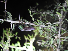 Sternocera chrysis