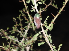 Sternocera chrysis