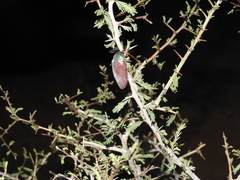 Sternocera chrysis