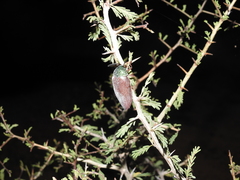 Sternocera chrysis