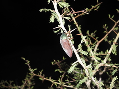 Sternocera chrysis
