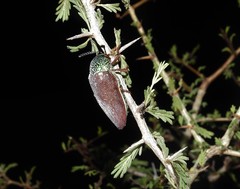 Sternocera chrysis