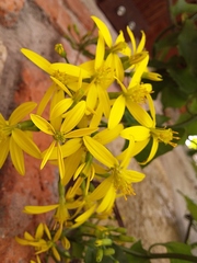 Senecio tamoides
