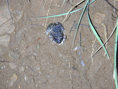 Sphaerotheca breviceps