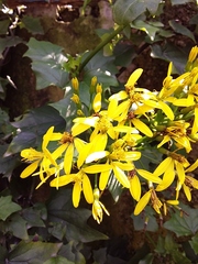 Senecio tamoides