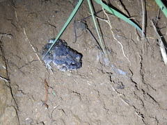 Sphaerotheca breviceps