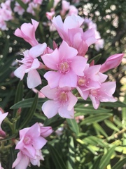 Nerium oleander