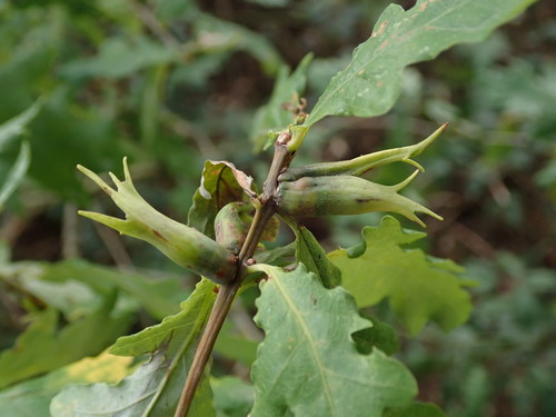 Ram's Horn Gall Wasp